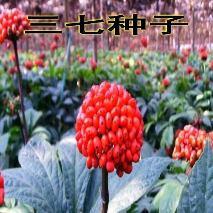 云南文山三七种子三七盆栽苗三七苗盆栽三七苗名贵药材田七种子苗图片