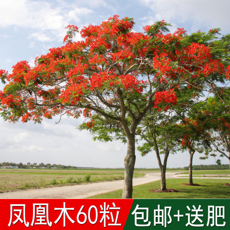 热带林木树种凤凰木种子红花楹树绿化苗种四季可播红花楹树金凤树