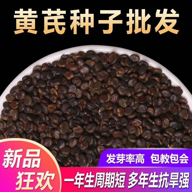 黄芪种子材内蒙黄芪种籽500克铁芪棉芪种植苗枸杞孑