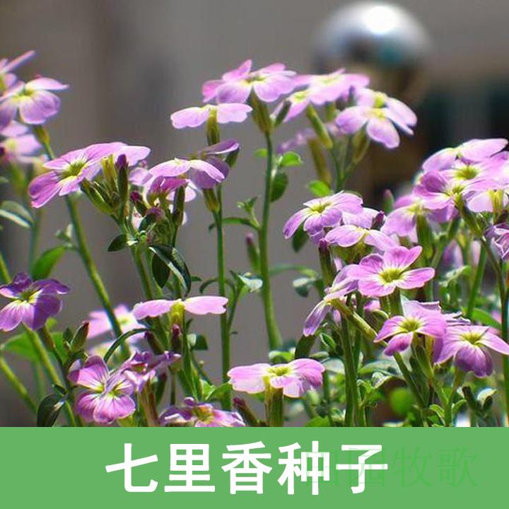 七里香种子驱蚊 香草四季可播易种室外室内阳台盆栽花卉花籽