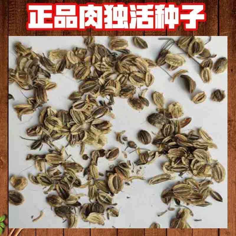 正品肉独活种子中药材独活籽独活籽肉独活苗党参苗当归苗技术指导