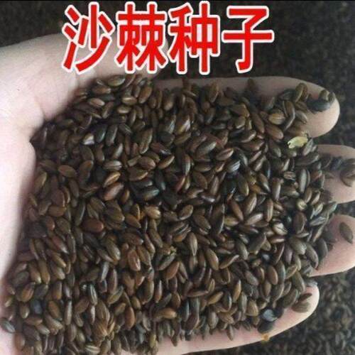 沙棘种子水果药材种子带刺植物沙枣醋柳沙棘树种子