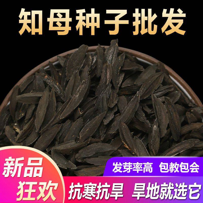 毛知母种子2022年新地参子籽种材植物知母种孑春季四季种植