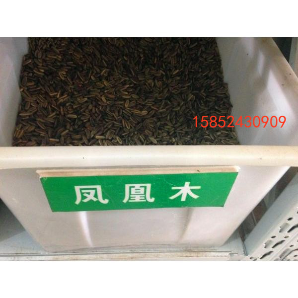 凤凰木种子 红花楹树种子 影树 火树子 金凤行道林木苗木种子包邮