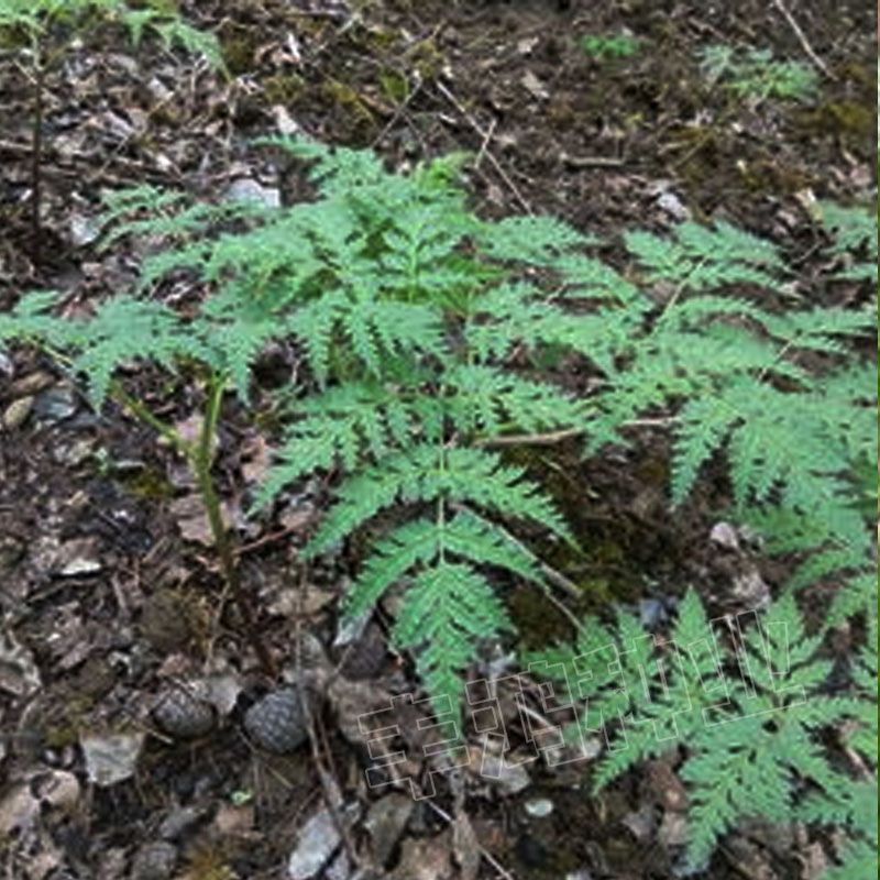 羌活种子四季种植用种籽籽多年生简单易种羌活苗药材种籽 - 实物图
