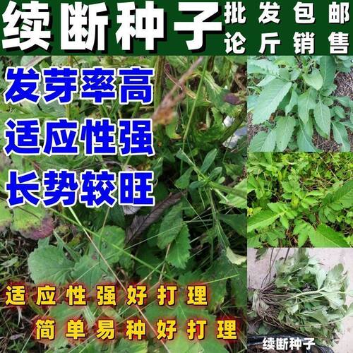 续断种子 和尚头种子 中药材术断川续断接骨草当季新货包邮