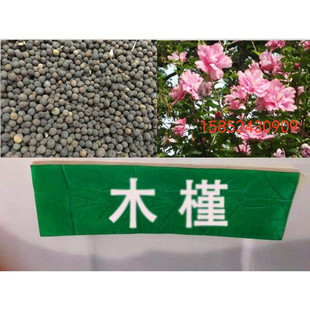 木槿种子 红花木槿种子 重瓣 朱槿 绿化林木苗木植物树种子包邮