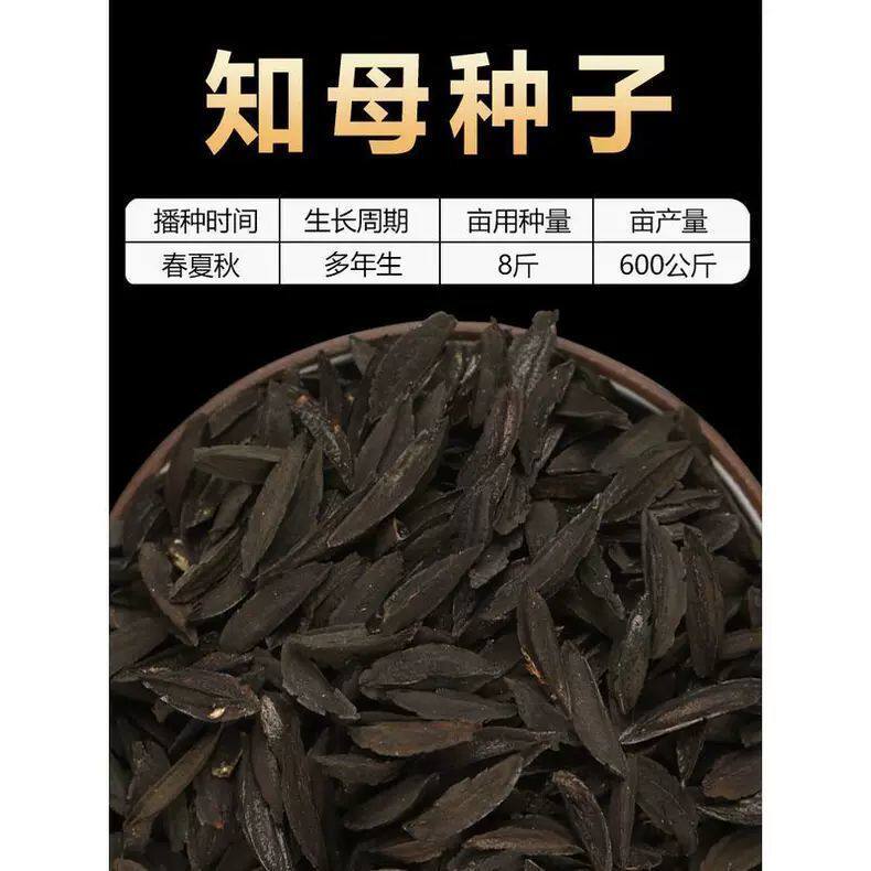 毛知母种子2021新地参子籽种材植物知母种孑春季四季种植