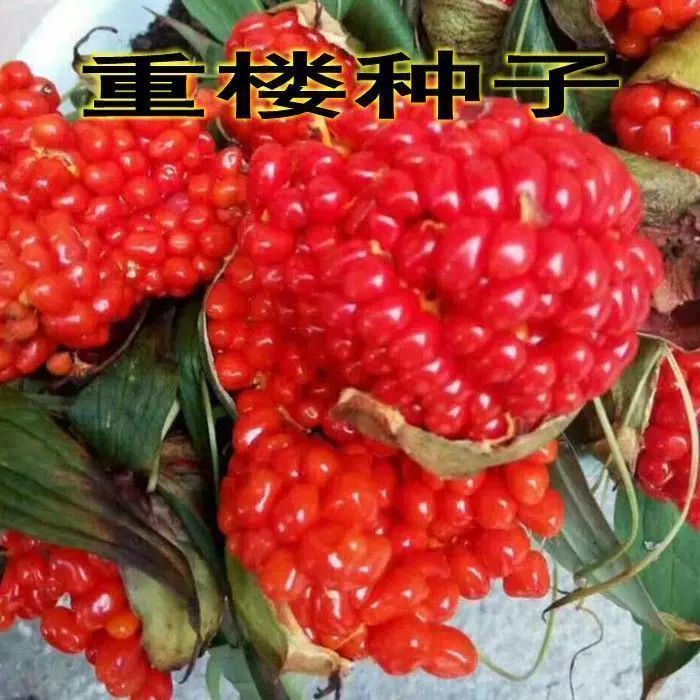 云南滇重楼种子名贵中药材种子七叶一枝花种植基地重楼种子