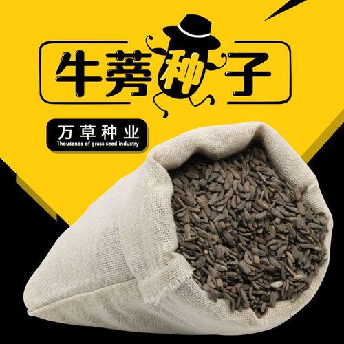 2021年牛蒡子种子出售牛蒡种子牛蒡茶种子牛旁种子简单易管理
