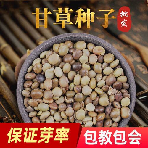 精选甘草种子新疆红皮甘草种籽多年生四季种植材有枸杞桔梗籽