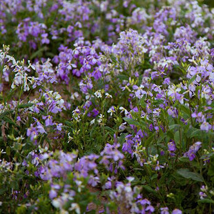 紫花地丁种子四季开花易种活的阳台盆栽绿植庭院花卉种子花海花籽