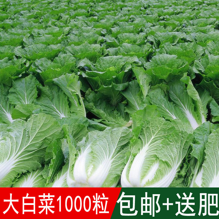 农家蔬菜籽大白菜种子营养丰富别名结球白菜黄心白菜四季可播包邮