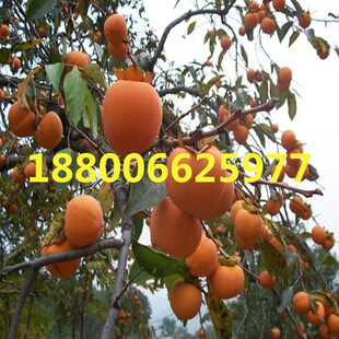 柿树种子 黑柿子树籽 软枣种子 嫁接柿子树钻木种子 君迁子野柿子