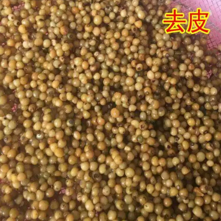 药材黄精种子 鸡头黄精 老虎姜 鸡爪参 爪子参 黄鸡菜种子图片