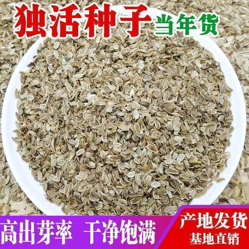 独活种子散装野生岷县独活种籽中药材种植苗苦参党参种孑
