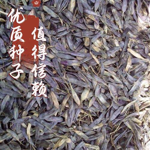 板蓝根种子材大青叶种苗500g新种籽四季种植药食两用盆栽种孑