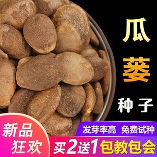 中药材瓜蒌种籽瓜蒌子种子新货吊瓜栝楼天花粉种籽四季种植苗种孑