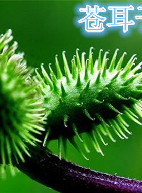 中药材种子 野生苍耳种子 成熟苍耳子种子 鼻苍耳草毛苍子种子