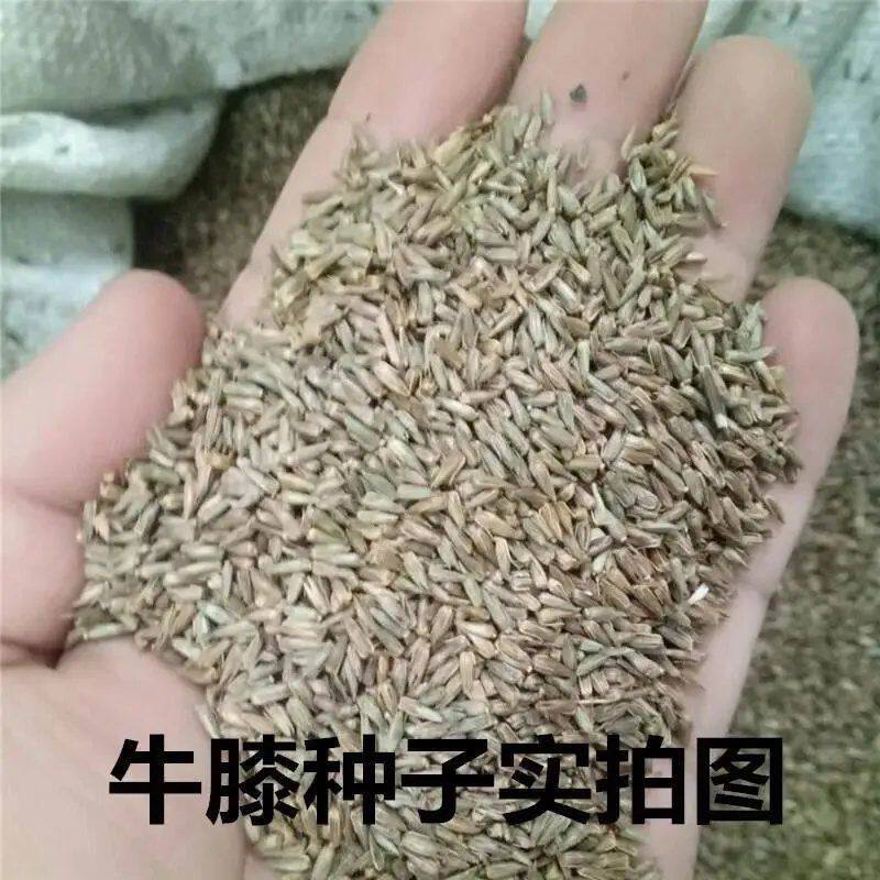 出售药材怀牛膝种子赤峰产量高春夏季播种牛膝种子药材种子包邮