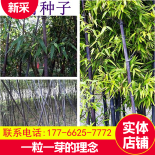 竹子种子 毛竹树种子 紫色竹子 紫竹种子 楠竹 小叶 金镶玉竹种子