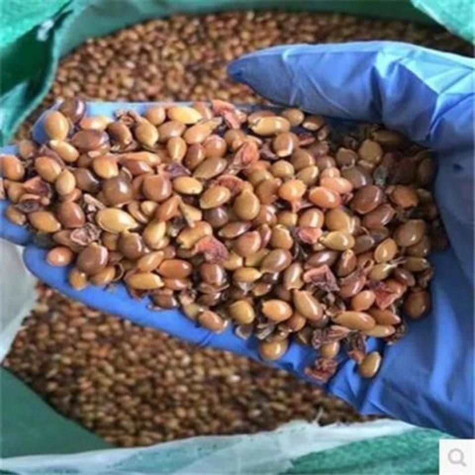 大红八角树种子八角籽大茴香树种籽调料大料大八角八角树八角种籽