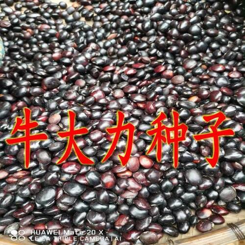 牛大力种子美丽崖豆藤牛大力藤山莲藕牛大粒籽种苗南北方药材种子