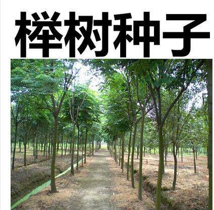 新采榉树红榉血榉大叶榉枫杨喜树柳树种子