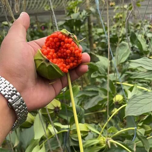 云南多芽粉质滇重楼种子矮杆高杆滇重楼种子独角莲七叶一枝花种子