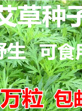 香艾草种子四季种 食用艾蒿种子野生香草药用艾草籽蕲艾艾绒种子