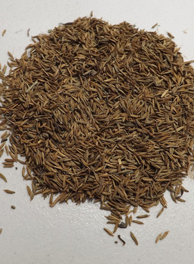 蒲公英种子 婆婆丁纯野生特菜 野菜种子保健菜中草药材种子