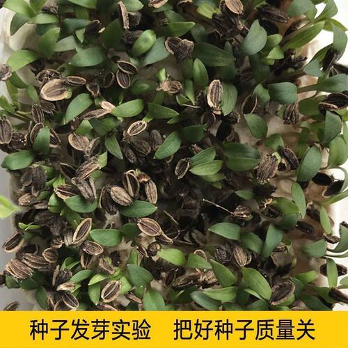 新采摘白花前胡种子包发芽发芽率高宁国白花前胡种籽中药材种子