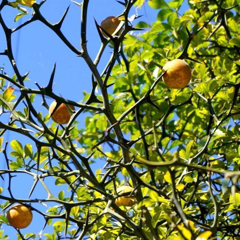 铁篱笆刺树种子一斤枸橘树苗籽大叶砧木树苗小苗用种籽带刺栅栏种