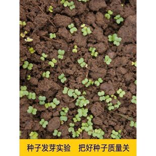 南沙参种子纯新南北沙参种籽材种苗珊瑚菜北沙参冬季秋季