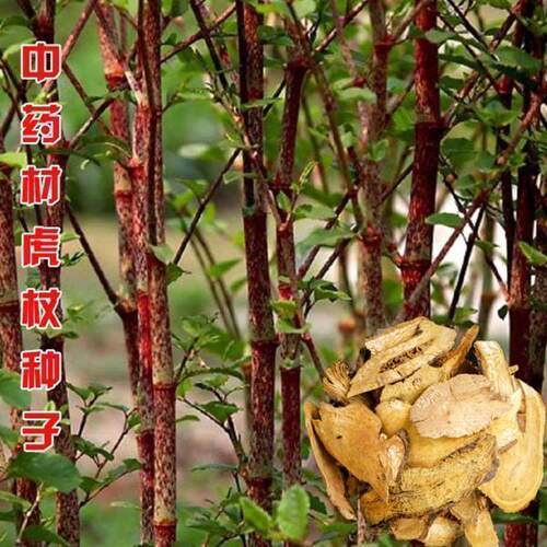 新采摘中药材种子虎杖净种籽熊黄连种子野生虎杖种孑大接骨
