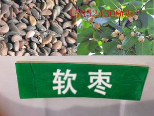 新品新采软枣种子野柿子 黑枣 小柿  牛奶枣丁香枣等果树林木种子