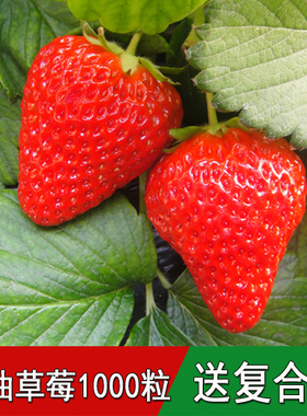 蔬果种籽花卉草莓种子野草莓蛇莓盆栽庭院阳台养颜水果种子包邮