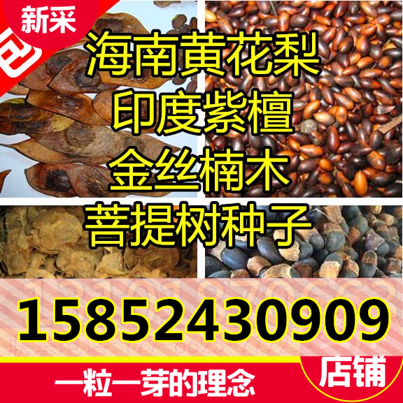 正宗海南黄花梨种子 印度小叶紫檀种子 金丝楠木树种子 菩提种子