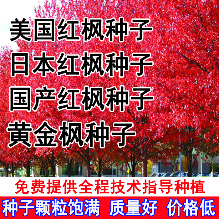 进口 美国红枫种子 秋火焰种子 四季红 日本红枫种子 黄金枫种子