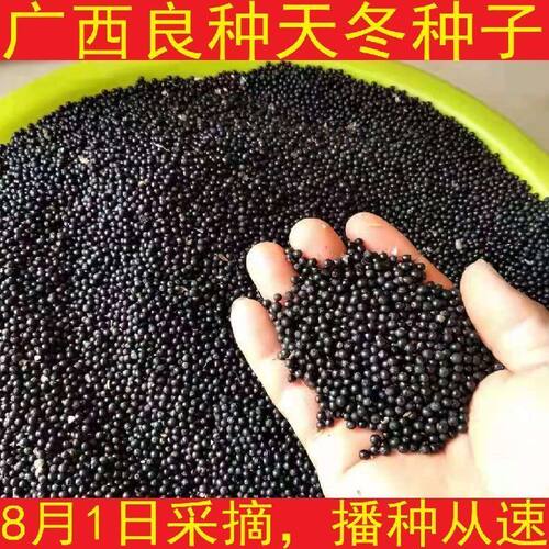 药材种子/种苗 广西良种天冬种子 天门冬种苗 50g包邮