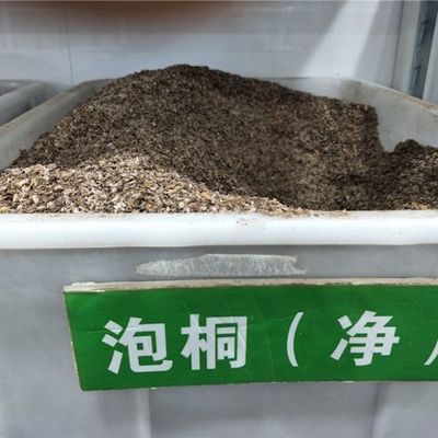 泡桐种子 白花泡桐 大果泡桐 空桐木 水桐 桐木树 紫花树毛