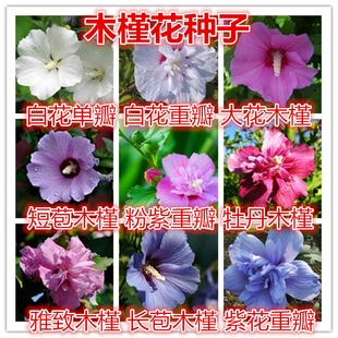 新采木槿花种子 红花木槿种子 重瓣 朱槿 喇叭花 荆条种子做绿篱