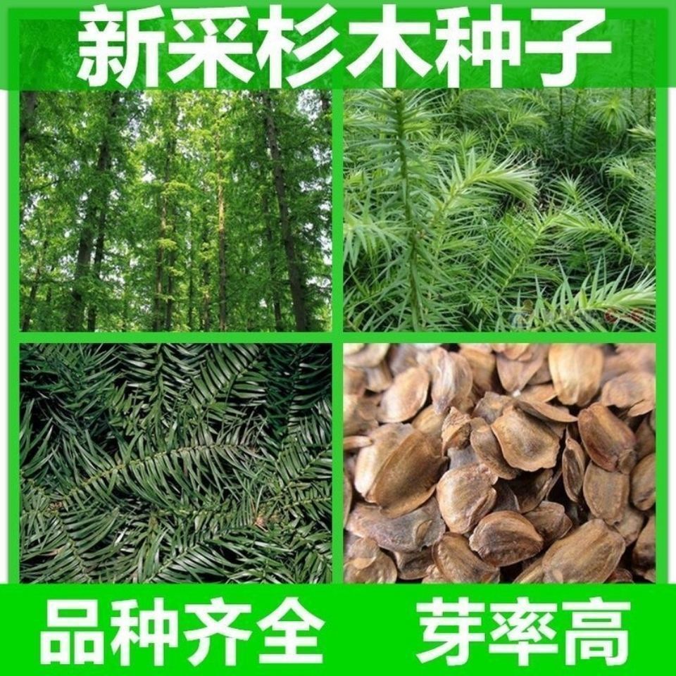 速生杉木种子出售新采林木树种杉木种子杉树刺杉香杉四季可播