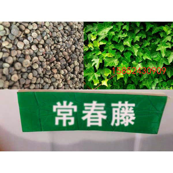 常春藤植物种子 爬藤植物种子  花卉种子 吊兰种子 吸甲醛 包邮