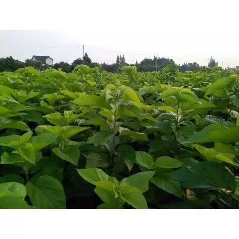 桑树种子大叶 强桑1号 饲料桑种子 四季种植桑树种子 养蚕桑