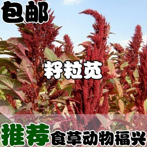 美国籽粒苋种子高产蛋白畜禽牧草黑白黄千穗谷包邮