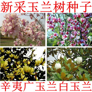 玉兰种子 白玉兰种子 紫玉兰种子广玉兰种子黄玉兰辛夷玉兰树种子