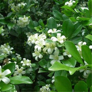 新采九里香种子 七里香 石辣椒种子 山黄皮种子