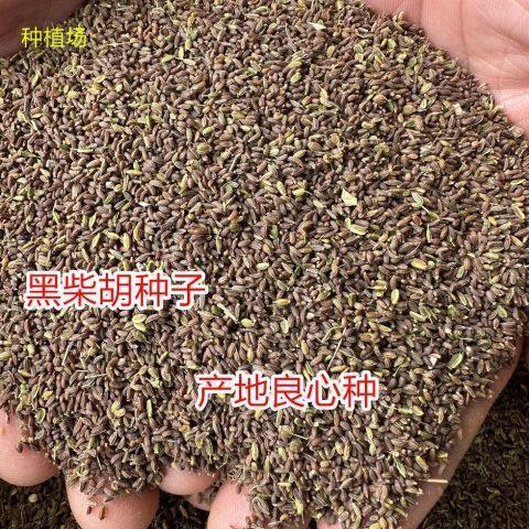 柴胡种子北柴胡种子黄柴胡种子两年多年生柴胡籽材黑柴胡种子