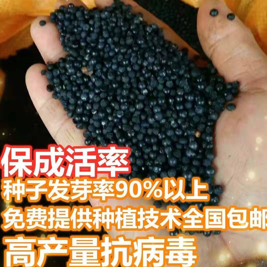 正宗云南大天冬种子天门冬种子天冬种苗种籽种苗天冬种籽高产包邮